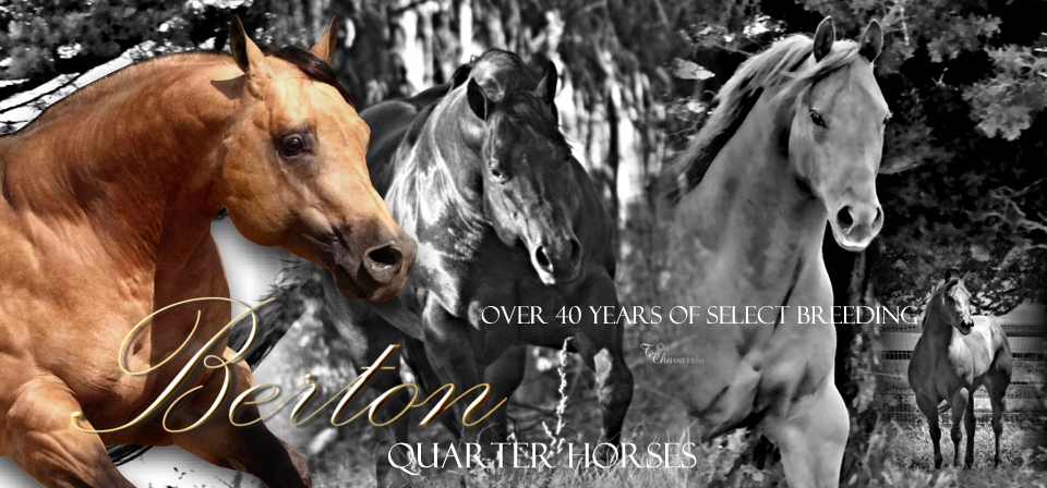 AQHA World Champion Halter Horses and Quarter Horse Stallions
