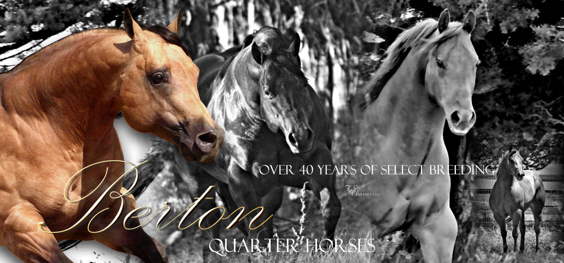 AQHA Halter Stallions and Quarter Horses For Sale at Berton Quarter Horses