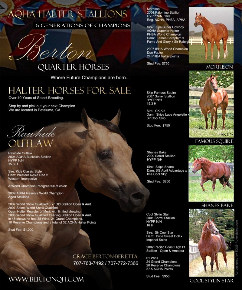 QuarterHorse Halter Stallions, AQHA Buckskin Halter Stallions, AQHA World Champion Halter Stallions