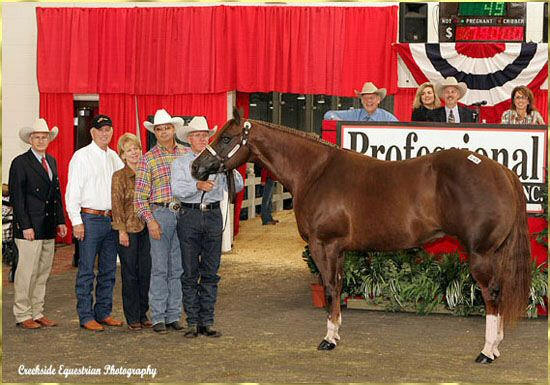*PHBA Reserve World Champion Amateur Weanling Filly*